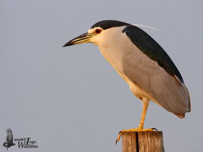 Adult Black-crowned Night Heron (ssp. nycticorax) at sunrise