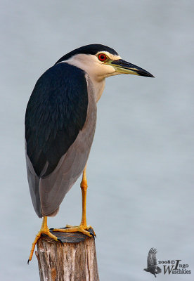 Adult Black-crowned Night Heron (ssp. nycticorax)