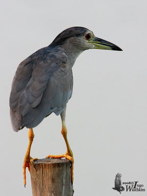 Immature Black-crowned Night Heron (ssp. nycticorax) at dawn