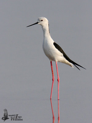 Adult male Black-winged Stilt