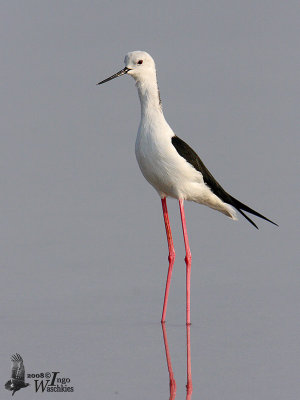 Adult male Black-winged Stilt