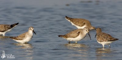 Broad-billed Sandpiper with Curlew Sandpipers