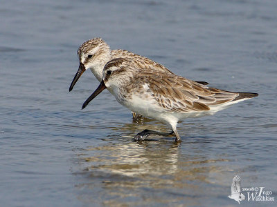 Two Broad-billed Sandpipers