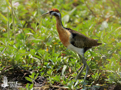 Bronze-winged Jacana (Metopidius indicus)