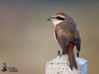 Brown Shrike (Lanius cristatus)