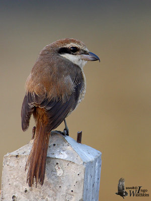 Female Brown Shrike