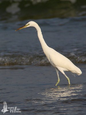 Chinese Egret in non-breeding plumage