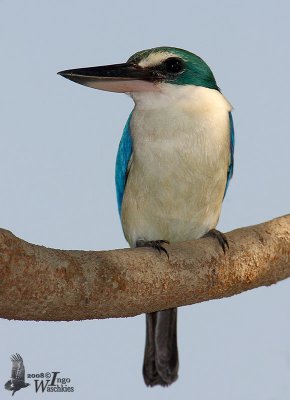 Adult Collared Kingfisher