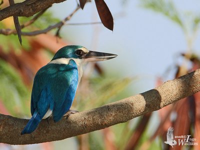 Adult Collared Kingfisher