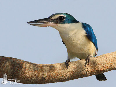 Adult Collared Kingfisher