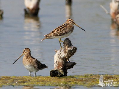 Common Snipe