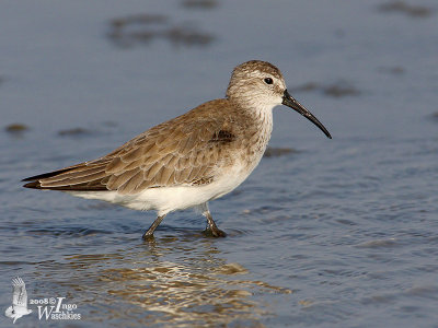 Curlew Sandpiper