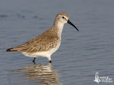 Curlew Sandpiper