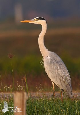 Adult Grey Heron (ssp. jouyi)