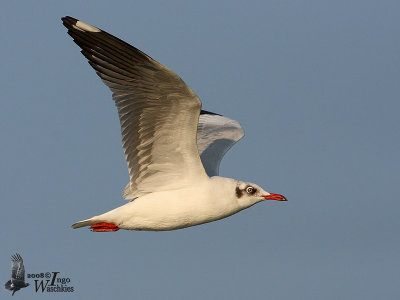 Adult Brown-headed Gull in non-breeding plumage