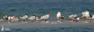 Terns and Gulls at Laem Pak Bia sandspit