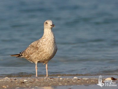 Juvenile Heuglin's Gull (ssp. heuglini)