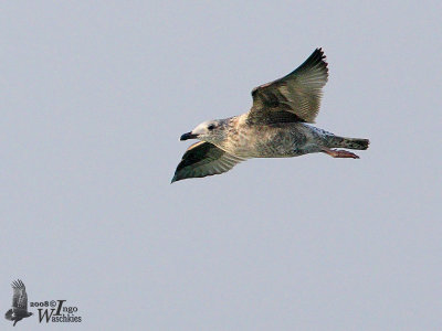 Juvenile Heuglin's Gull (ssp. heuglini)