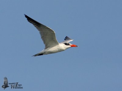 Caspian Tern