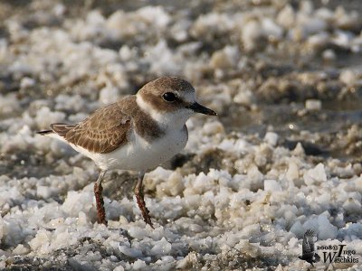 Kentish Plover