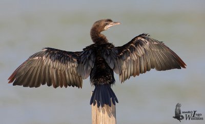 Little Cormorant