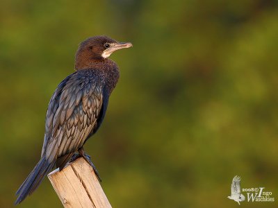 Little Cormorant