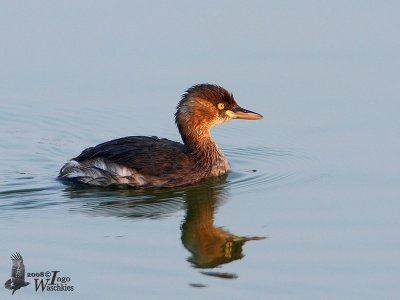 Little Grebe (ssp. poggei)