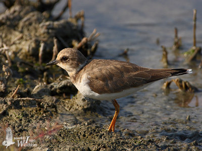 Little Ringed Plover