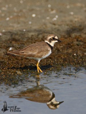 Little Ringed Plover