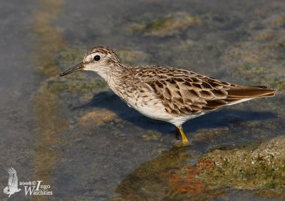 Long-toed Stint