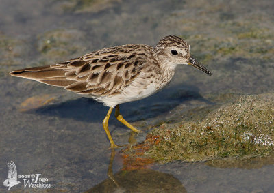 Long-toed Stint