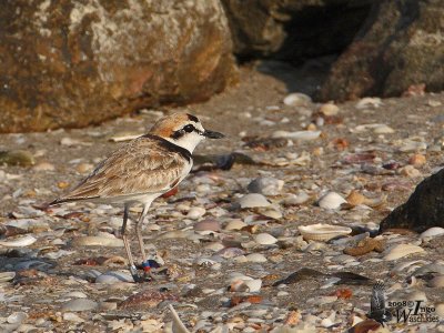 Male Malaysian Plover