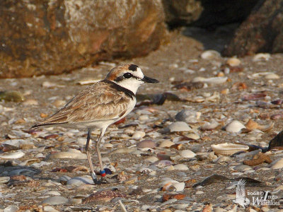 Male Malaysian Plover