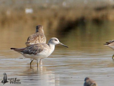 Nordmann's Greenshank (Tringa guttifer)