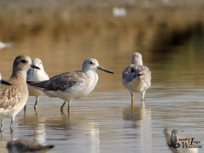 Nordmann's Greenshank