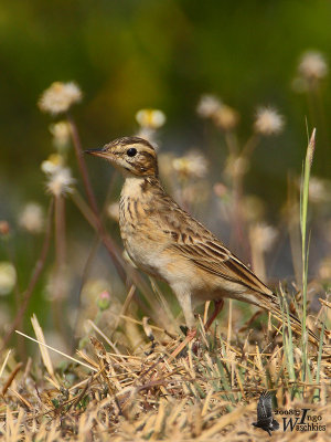 Paddyfield Pipit