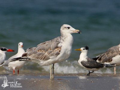 Pallas's Gull