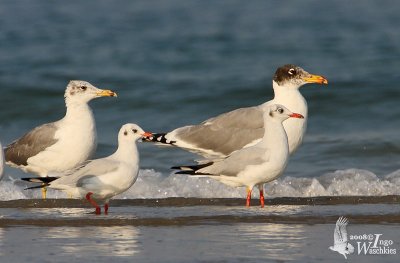 Two Pallas's Gulls with two Brown-headed Gulls