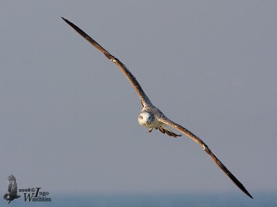 Pallas's Gull