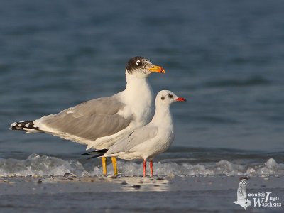 Adult Pallas's Gull with Brown-headed Gull