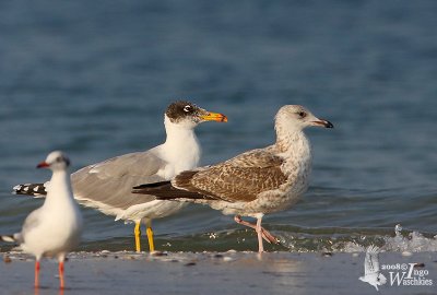 Adult Pallass Gull with first winter Heuglins Gull (ssp. <em>heuglini</em>)