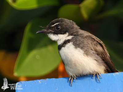 Pied Fantail