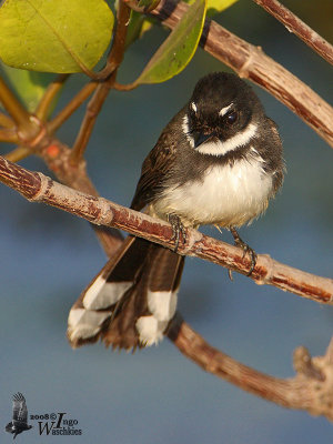 Pied Fantail