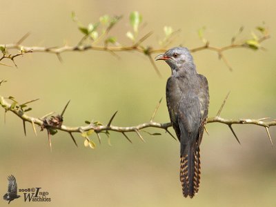 Male Plaintive Cuckoo