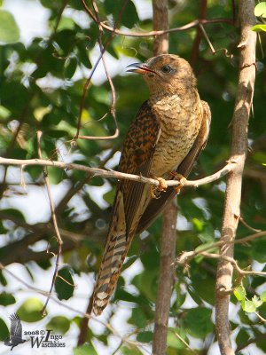 Female Plaintive Cuckoo