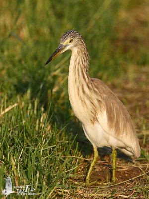 Pond Heron