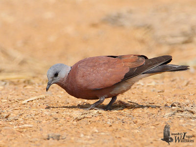 Male Red Turtle Dove