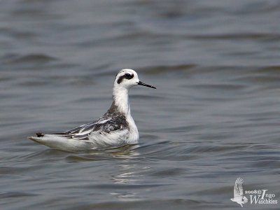 Red-necked Phalarope