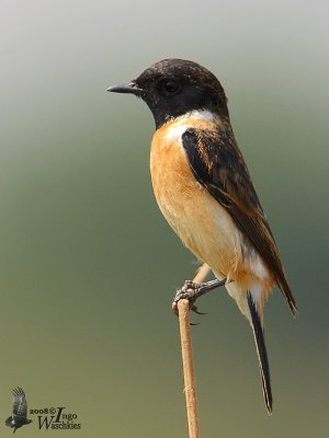 Male Stejneger's Stonechat assuming breeding plumage