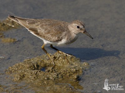 Temmincks Stint in non-breeding plumage